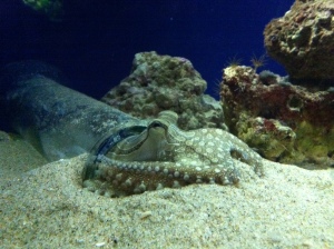 larger pacific striped octopus